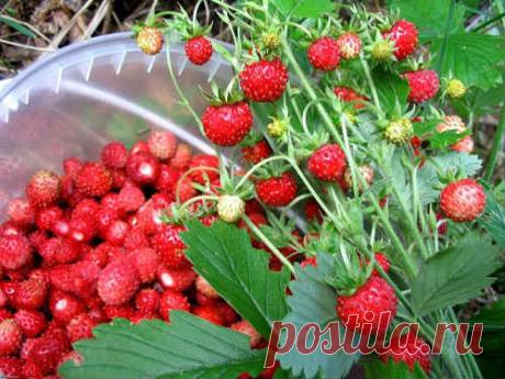 Листья лесной земляники - лечебные свойства и противопоказания