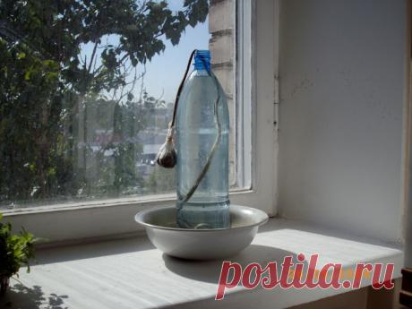 Устройство для проращивания семян НУ,ЭТО-ЧУДО!