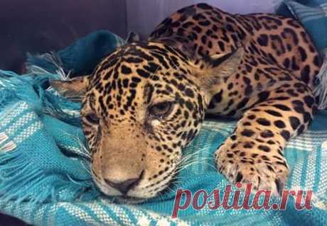 Не стреляйте в ягуара!