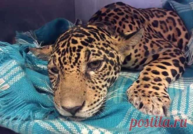 Не стреляйте в ягуара!