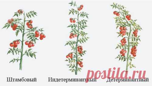 Детерминантный сорт помидор - что это, индетерминантные, видео