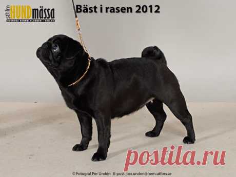 MOPS Domare: MOUNT ALISON, STORBRITANNIEN   EZETHA'S SCHOOLGIRL Ägare: STEINER CATHRIN, VÄRNAMO Uppfödare: ZETHRAEUS AMELIE, MOHEDA