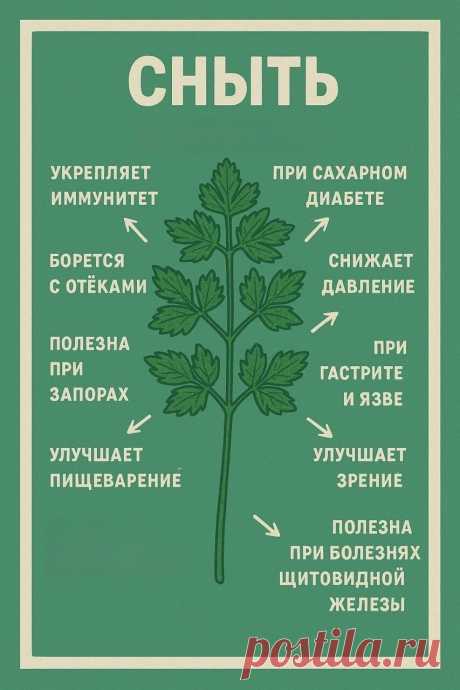 Сныть - полезные свойства