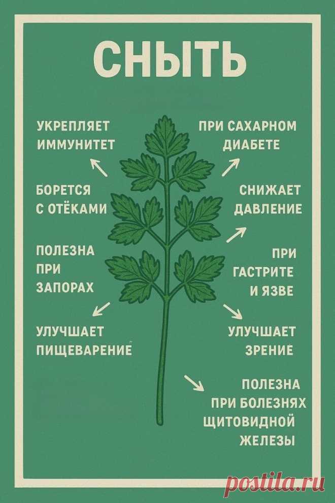 Сныть - полезные свойства