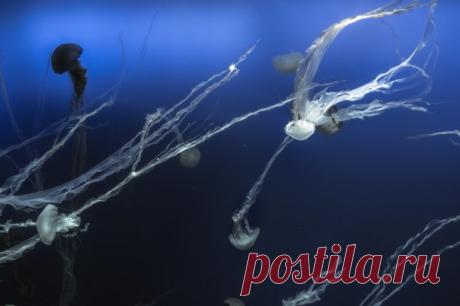 Голубая бездна. Автор фото – Михаил Туркеев: nat-geo.ru/photo/user/46662/