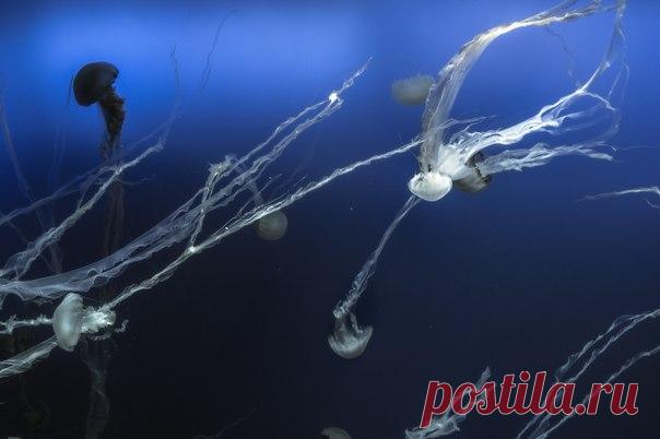 Голубая бездна. Автор фото – Михаил Туркеев: nat-geo.ru/photo/user/46662/