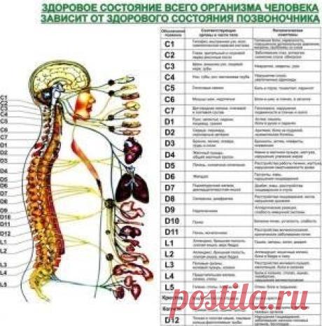 Что такое остеохондроз позвоночника? - 19 Августа 2015 - Наша Планета.Мир вокруг нас - Наша Планета.Мир вокруг нас