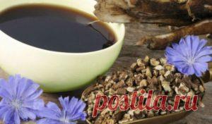 Цикорий: полезные свойства, противопоказания, польза,рецепты