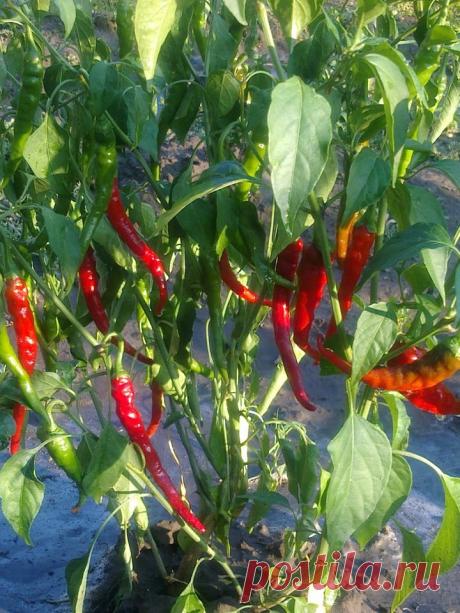 Обожаю горький перец а из листьев делают очень вкусную приправу