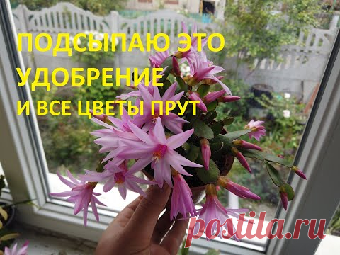Хризантема в Горшках. Рипсалидопсис( пасхальник), декабрист. Гвоздика. ПОШЛА ДВИЖУХА!!!