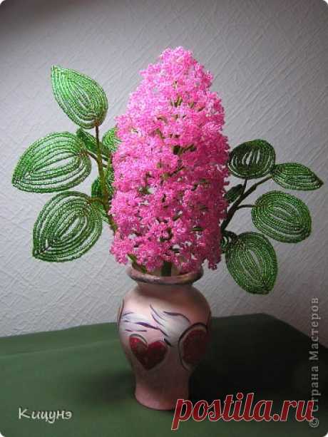 Ветка сирени