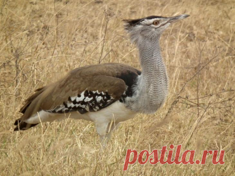 Малая дрофа