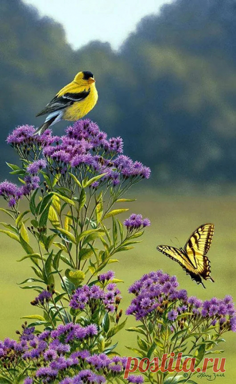 Animals - Google+