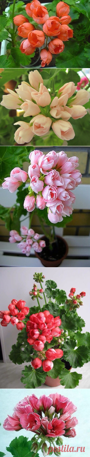 (63) Одноклассники