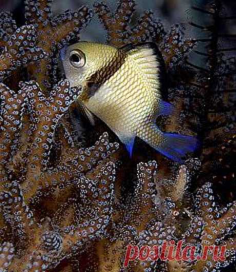 Fish and coral | Under The Sea
