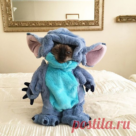 Мир я, конечно, не спасу... Но может быть зло помрёт от смеха?!!...)))