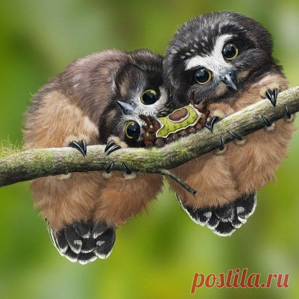 совушки