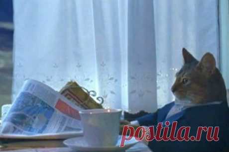 23 снимка, которые доказывают, что крутости котов нет предела / Питомцы