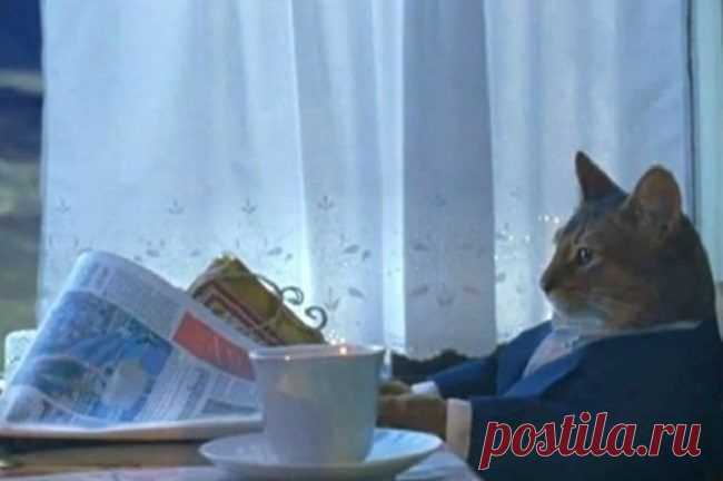 23 снимка, которые доказывают, что крутости котов нет предела / Питомцы