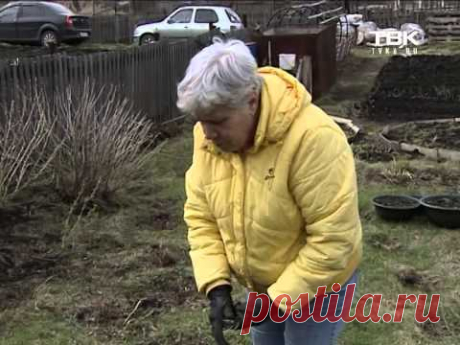 Советы тети Тани  Украшение участка