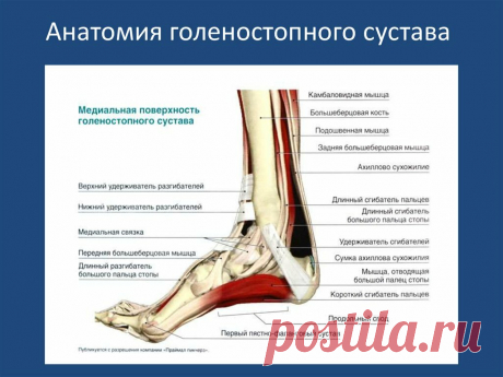 Упражнение "Вращение ступнями" для укрепления голеностопа | Фитнес - стиль жизни | Яндекс Дзен