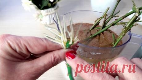 Стимулятор корнеобразования своими руками Друзья, покажу, как в домашних условиях сделать укоренитель для черенков - очень простой и быстрый, наверняка, есть у каждого дома.Покажу два способа - оба достаточно простые и не нужно бежать в магазин.
✔Делитесь пожалуйста этим видео с друзьями, им тоже это пригодится!!!