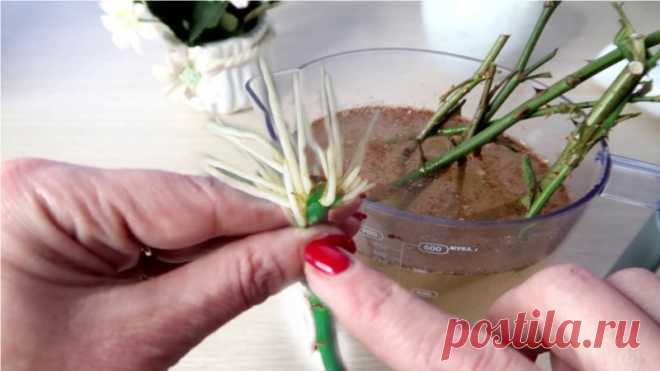 Стимулятор корнеобразования своими руками Друзья, покажу, как в домашних условиях сделать укоренитель для черенков - очень простой и быстрый, наверняка, есть у каждого дома.Покажу два способа - оба достаточно простые и не нужно бежать в магазин.
✔Делитесь пожалуйста этим видео с друзьями, им тоже это пригодится!!!