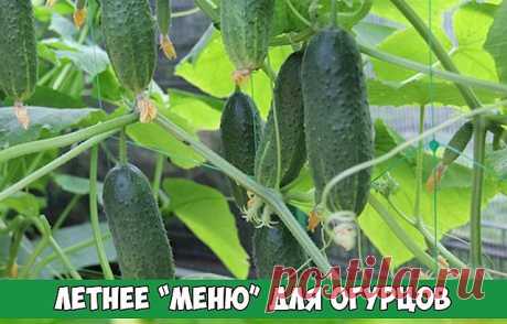 Летнее меню для огурцов
опытные дачники предлагают много замечательных вариантов подкормок. опираясь на уже опробованную рецептуру, можно выбрать самую удачную «подборку» для вашей почвы, погодных условий и кошелька.
Первая подкормка
органика:
– свежий куриный (или перепелиный) помёт в концентрации 1:15.  Использовать свежеприготовленным
– навозная жижа в кoнцентрации 1:8
– коровий или конский навоз в кoнцентрации 1:6
– настой зелёной травы  в кoнцентрации 1:5
Минеральные ...