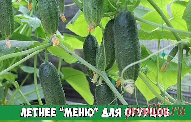 Летнее меню для огурцов
опытные дачники предлагают много замечательных вариантов подкормок. опираясь на уже опробованную рецептуру, можно выбрать самую удачную «подборку» для вашей почвы, погодных условий и кошелька.
Первая подкормка
органика:
– свежий куриный (или перепелиный) помёт в концентрации 1:15.  Использовать свежеприготовленным
– навозная жижа в кoнцентрации 1:8
– коровий или конский навоз в кoнцентрации 1:6
– настой зелёной травы  в кoнцентрации 1:5
Минеральные ...