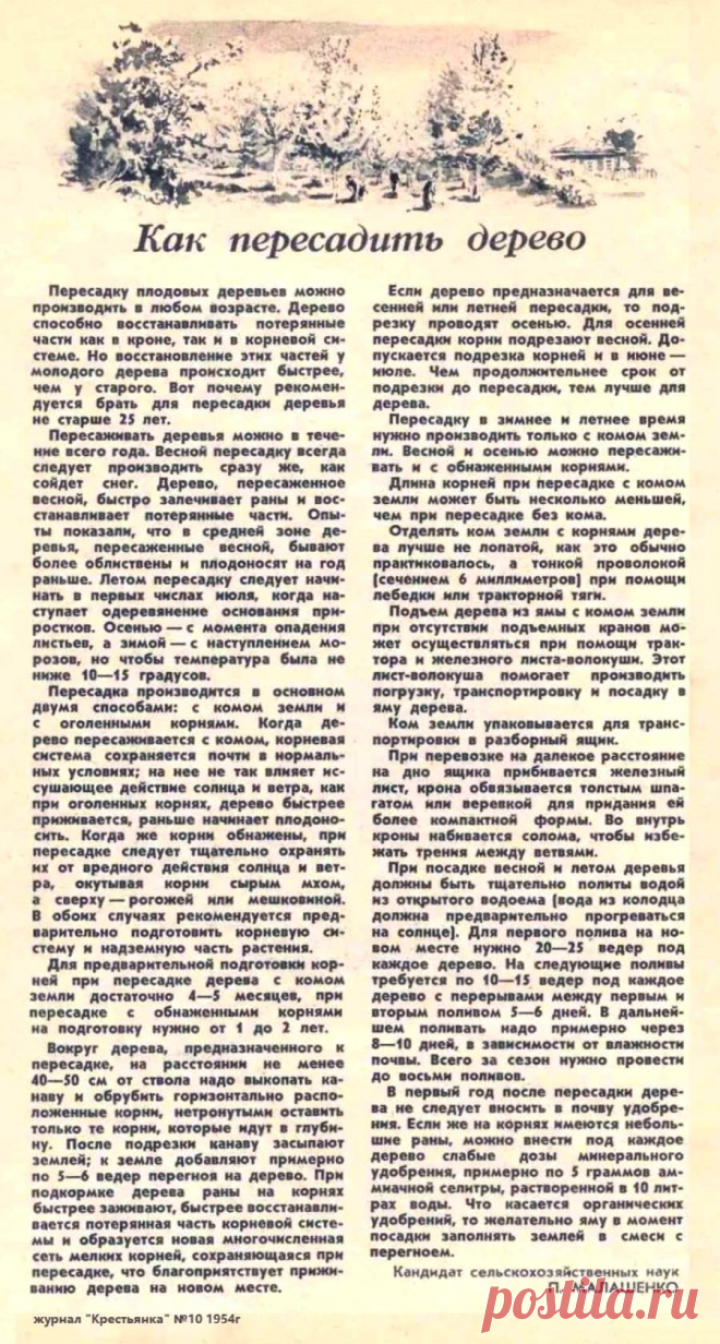 Как пересадить дерево