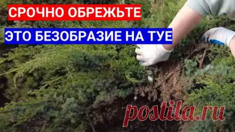 НЕЩАДНАЯ ОБРЕЗКА И СТРИЖКА ХВОЙНЫХ ВЕСНОЙ. ЗАЧЕМ ОБРЕЗАТЬ ЖЕЛТЫЕ КОНЧИКИ У ТУИ | Садовый мир | Дзен