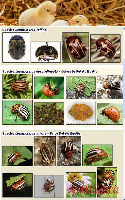 Знакомьтесь: жуки колорадские