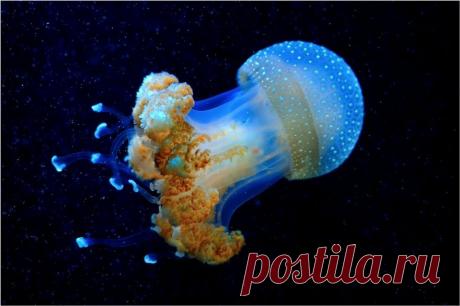 Умопомрачительные фотографии без грамма фотошопа. Она просто... космос! Глубоководная медуза