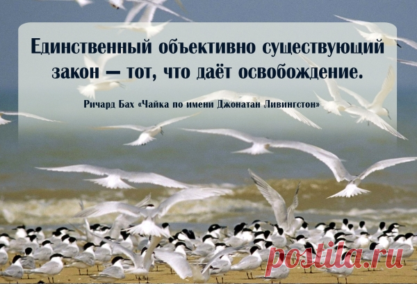Вдохновляющие цитаты из книги Ричарда Баха "Чайка по имени Джонатан Ливингстон"