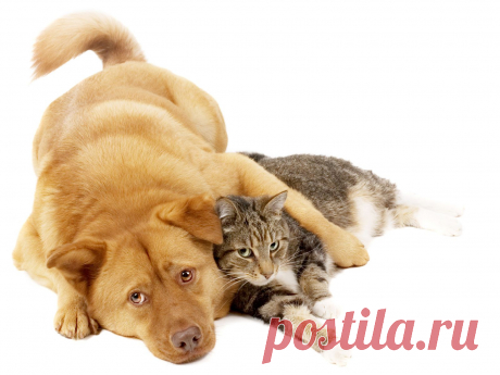 Клещи и блохи: как уберечь питомца от паразитов?