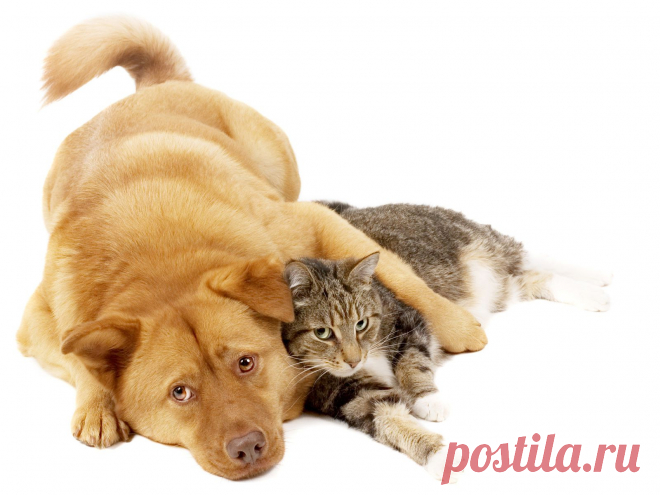 Клещи и блохи: как уберечь питомца от паразитов?