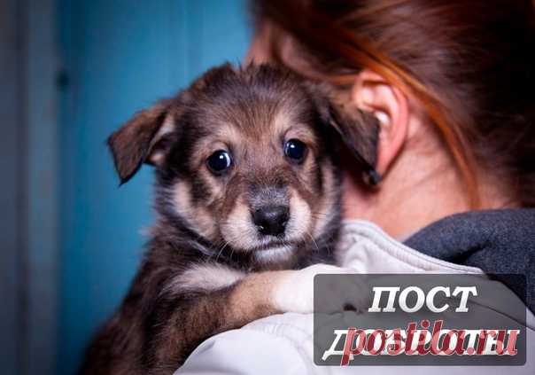 У многих из нас есть домашние любимцы. Несмотря на то большие они или маленькие, это все наши меньшие братья. Мы их любим. Заботимся о них. Ухаживаем за ними. А они в ответ дарят нам свою верность, ласку и тепло.

Но жизнь бывает разная. И многим из наших меньших братьев повезло гораздо меньше, чем вашим домашним питомцам. Они лишены нежности и ласки своих хозяев. Лишены своего дома. Многие из них скитаются по улицам в поисках еды, а некоторые, которым повезло чуть больше ...