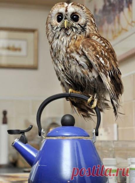 Совушки/Owls – Сообщество – Google+