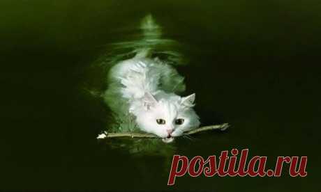 23 снимка, которые доказывают, что крутости котов нет предела / Питомцы