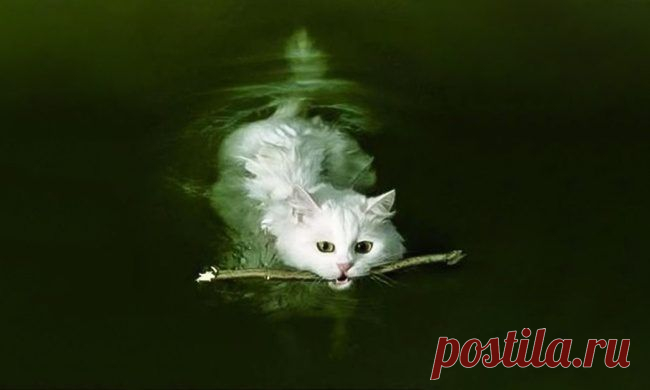 23 снимка, которые доказывают, что крутости котов нет предела / Питомцы