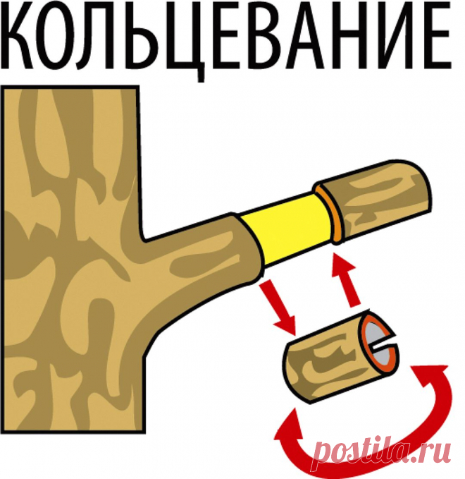 Обхитрить яблоню. Как заставить дерево плодоносить?