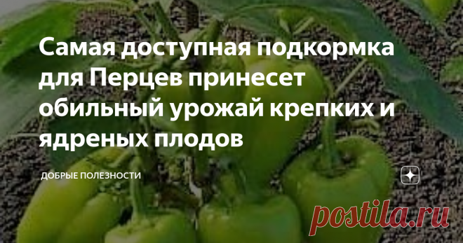 Самая доступная подкормка для Перцев принесет обильный урожай крепких и ядреных плодов Всем доброго дня!
Выращивать сладкий перец надо по особым правилам, иначе либо останешься без урожая, либо получишь мизер. У сладкого перца много своих секретов, отличающихся от томатов.
Сладкий перец - теплолюбивый товарищ, боится низких температур.
Перец, в отличие от томатов окучивать нельзя, это ему только навредит, он будет медленно развиваться, поздно цвести.