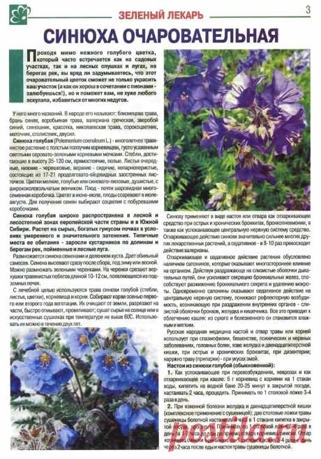 Синюха очаровательная