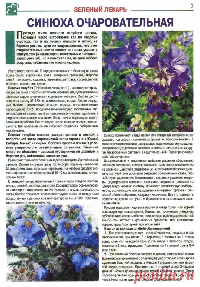 Синюха очаровательная