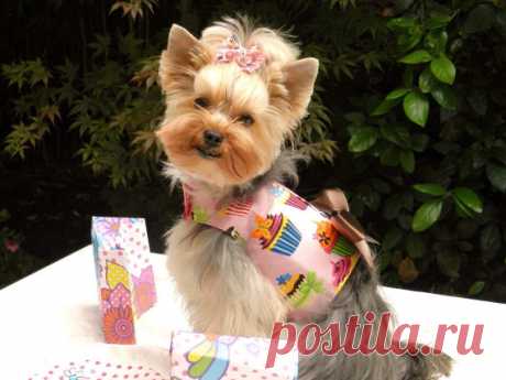 Dog Harness, Pink Cupcake with Bling Pink Cupcake Dog Harness with Bling  DETAILS - Adorable designer cupcake print fabric in cotton - Big chocolate colored satin bow - Swarovski crystals embellish cupcakes all throughout harness top! - Strong metal D ring for easy leash attachment - Snap closure at neck, velcro under chest