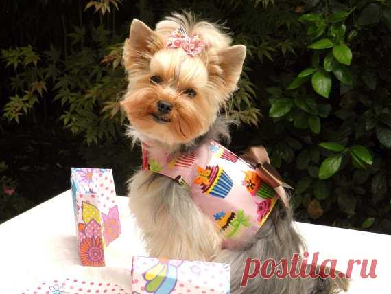 Dog Harness, Pink Cupcake with Bling Pink Cupcake Dog Harness with Bling  DETAILS - Adorable designer cupcake print fabric in cotton - Big chocolate colored satin bow - Swarovski crystals embellish cupcakes all throughout harness top! - Strong metal D ring for easy leash attachment - Snap closure at neck, velcro under chest