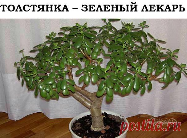 Толстянка -зелёный лекарь