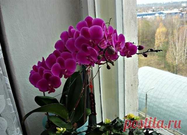 ДЛЯ ПЫШНОГО И ЯРКОГО ЦВЕТЕНИЯ НАДО Сохрани шпаргалку, поделись с одноклассниками! Давно ли Ваш любимый цветок цвел, как на картинке в интернете или в магазине цветов, не помните? Вот и я
