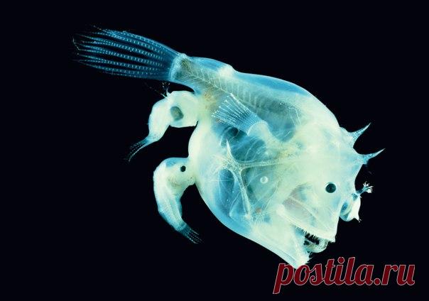 Чтобы не потерять самку, самец удильщика вгрызается в нее, и их тела сливаются навсегда.