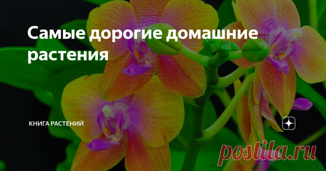 Самые дорогие домашние растения Если вы уверены, что у вас хватит сил, знаний и денег на этих красавцев, то просим к прочтению! Этот пост будет полезен коллекционерам и любителям экзотики.

Но для начала небольшое пояснение, из чего в принципе строится такая огромная цена? Стоит понимать, что это:

- трудности выращивания;
- распространенность вида или сорта;
- логистика;
- ну и эксклюзивность, конечно же.

Итак, переходим к топу самых дорогих комнатных растений. Приятного...